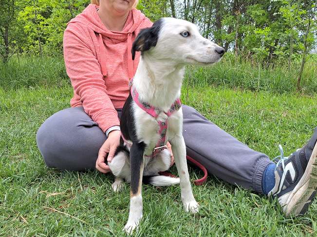 pfotenretterungarn Yunna (4)