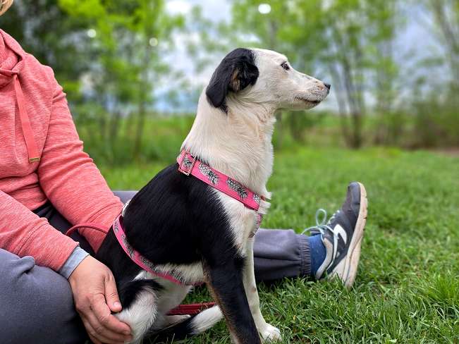 pfotenretterungarn Yunna (6)