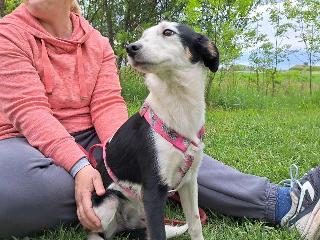 pfotenretterungarn Yunna (7)