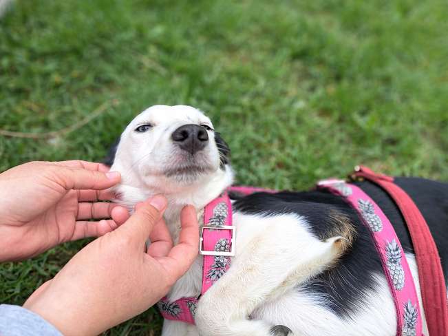 pfotenretterungarn Yunna (8)