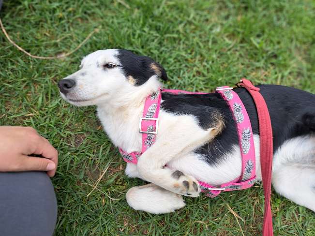 pfotenretterungarn Yunna (9)