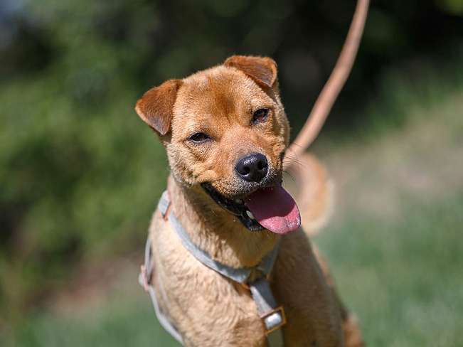 pfotenretterungarn Barnus (18)