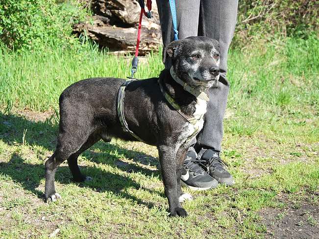 pfotenretterungarn Blacky (10)