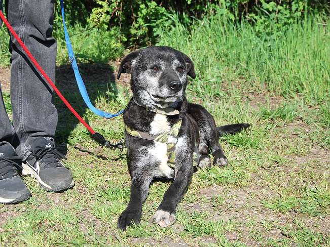 pfotenretterungarn Blacky (11)