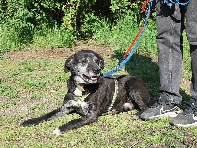 pfotenretterungarn Blacky (12)