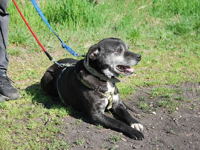 pfotenretterungarn Blacky (13)