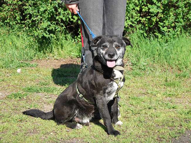 pfotenretterungarn Blacky (14)