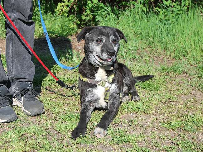 pfotenretterungarn Blacky (15)