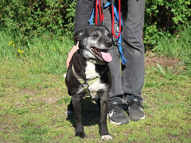 pfotenretterungarn Blacky (16)