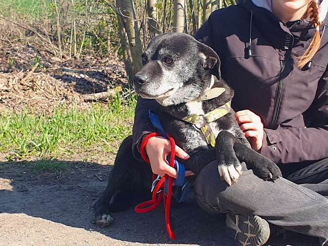 pfotenretterungarn Blacky (17)