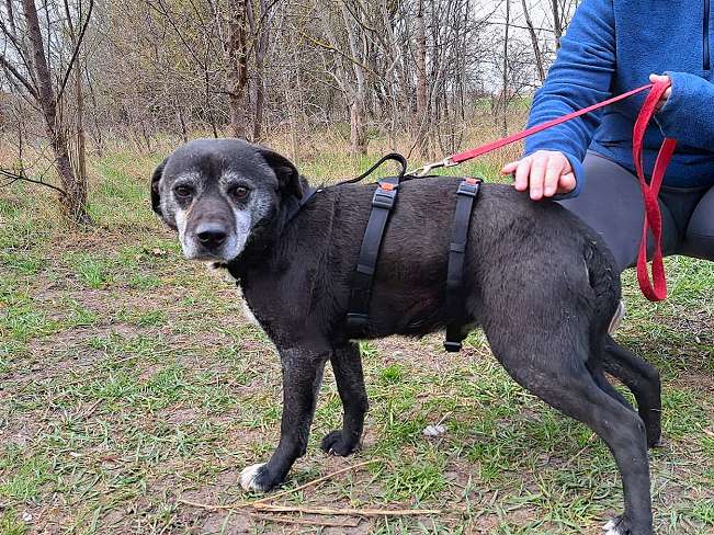 pfotenretterungarn Blacky (19)