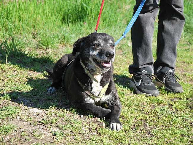 pfotenretterungarn Blacky (2)
