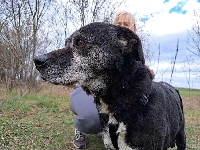 pfotenretterungarn Blacky (20)