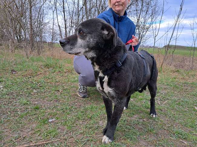 pfotenretterungarn Blacky (21)