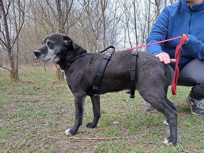 pfotenretterungarn Blacky (22)