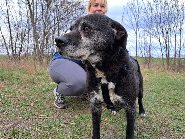 pfotenretterungarn Blacky (23)