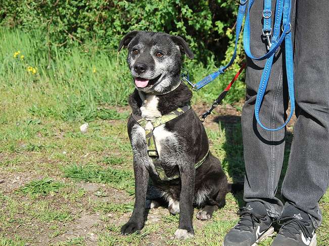pfotenretterungarn Blacky (3)