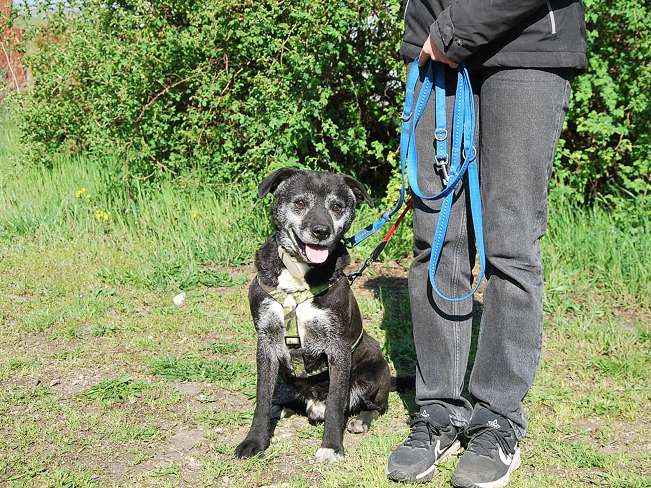 pfotenretterungarn Blacky (4)