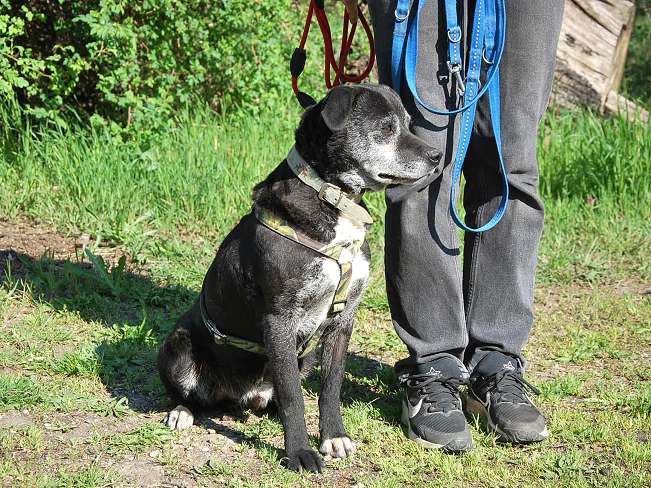 pfotenretterungarn Blacky (5)