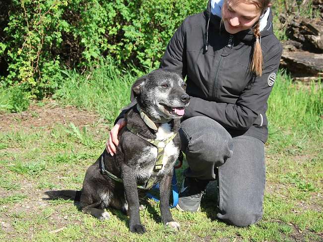 pfotenretterungarn Blacky (6)