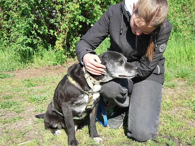 pfotenretterungarn Blacky (7)