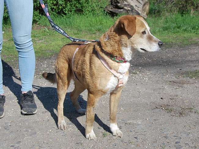 pfotenretterungarn Browni (16)