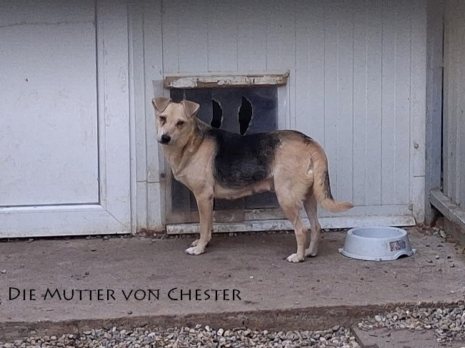 pfotenretterungarn Chester (16)