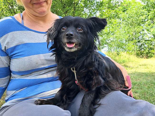 pfotenretterungarn Whitney (9)