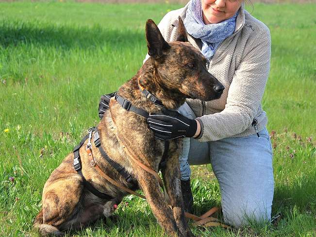 pfotenretterungarn Foltos (14)