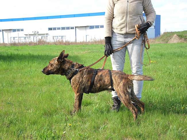 pfotenretterungarn Foltos (24)