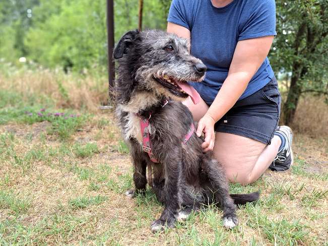 pfotenretterungarn Kaia (5)