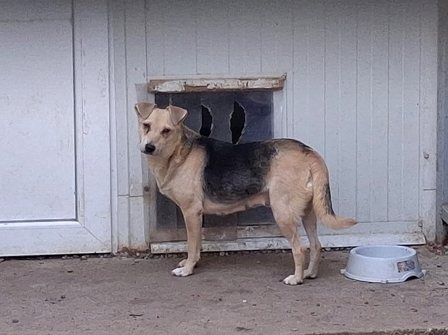 pfotenretterungarn Kara (10)
