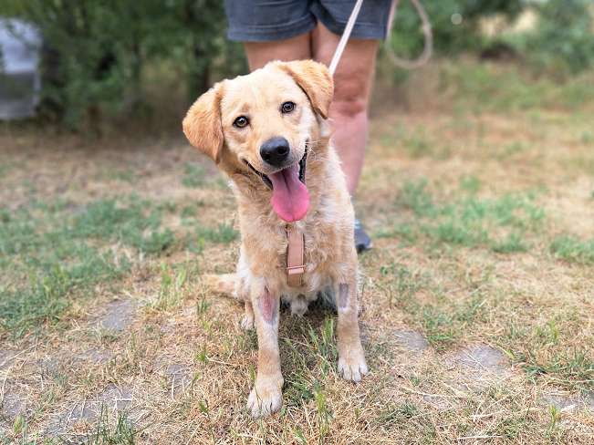 pfotenretterungarn Pippin (13)