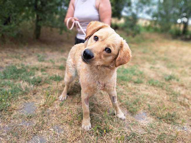 pfotenretterungarn Pippin (14)