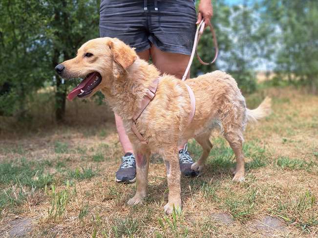 pfotenretterungarn Pippin (16)