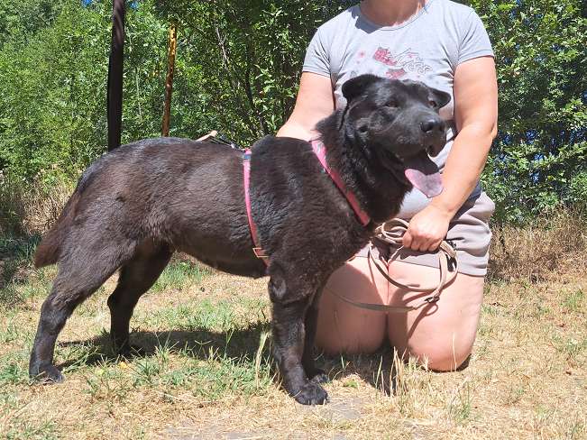 pfotenretterungarn Athena (9)
