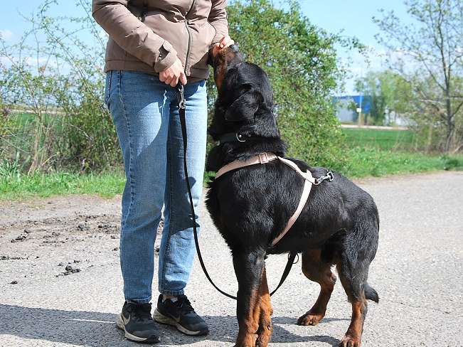 pfotenretterungarn Boris (10)