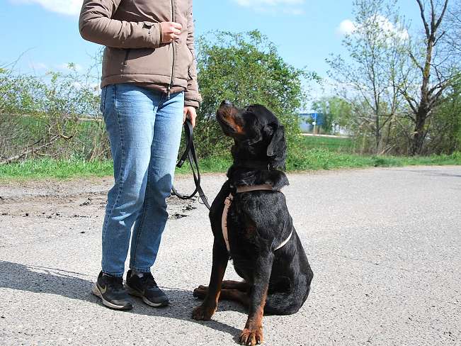 pfotenretterungarn Boris (11)