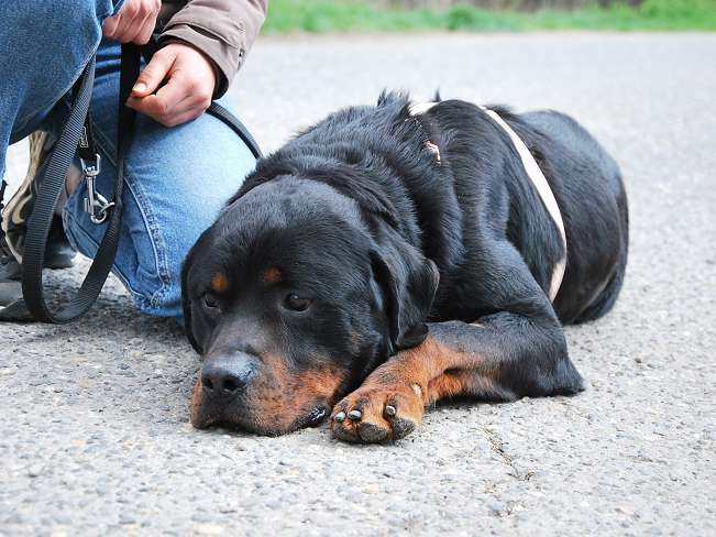 pfotenretterungarn Boris (12)