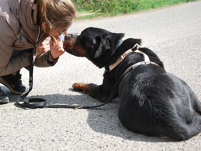 pfotenretterungarn Boris (13)