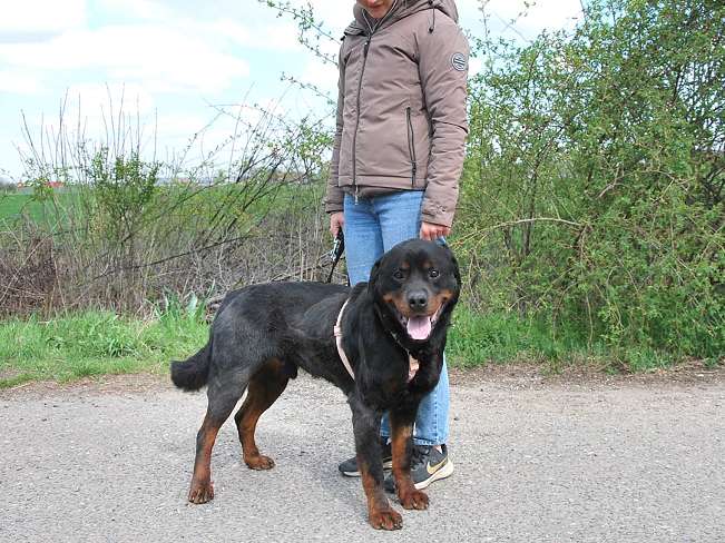 pfotenretterungarn Boris (14)