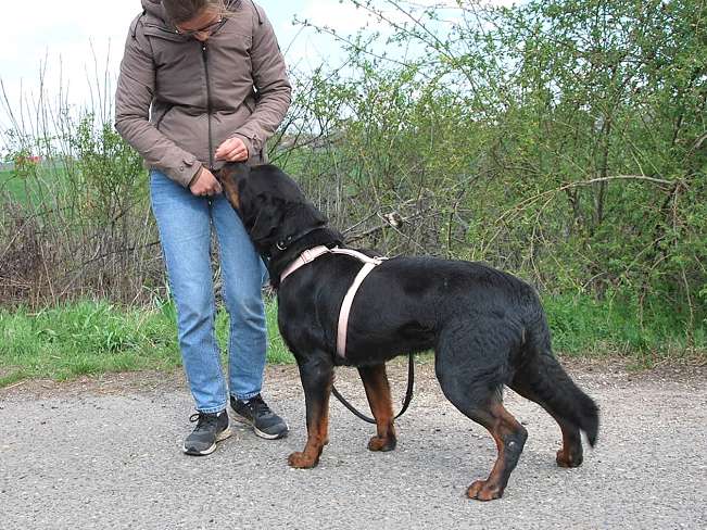 pfotenretterungarn Boris (15)