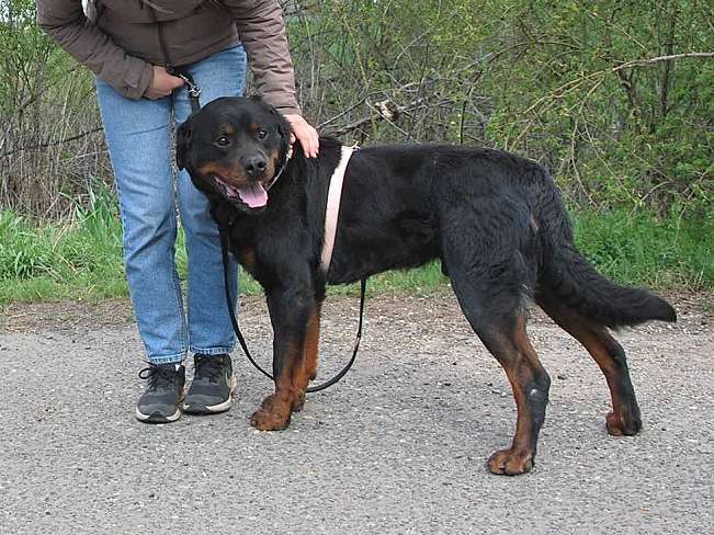 pfotenretterungarn Boris (16)