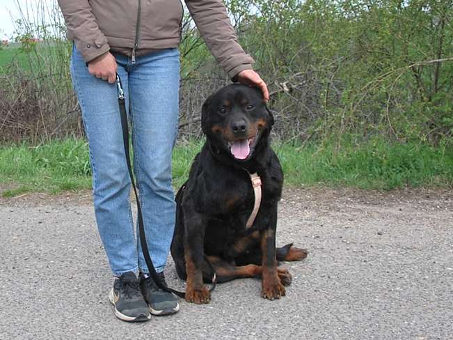 pfotenretterungarn Boris (17)