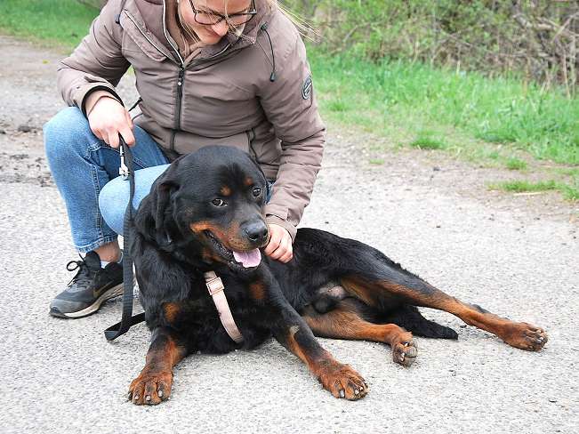 pfotenretterungarn Boris (19)