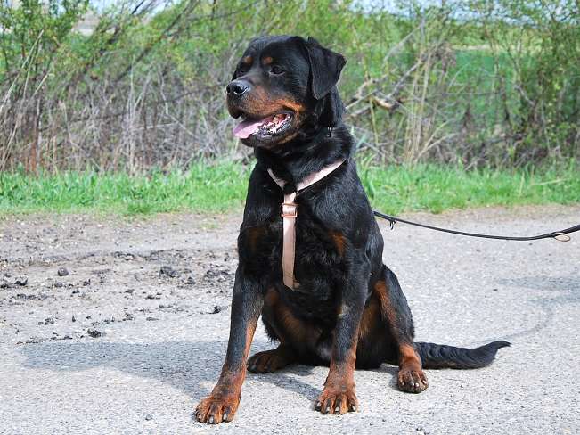 pfotenretterungarn Boris (2)