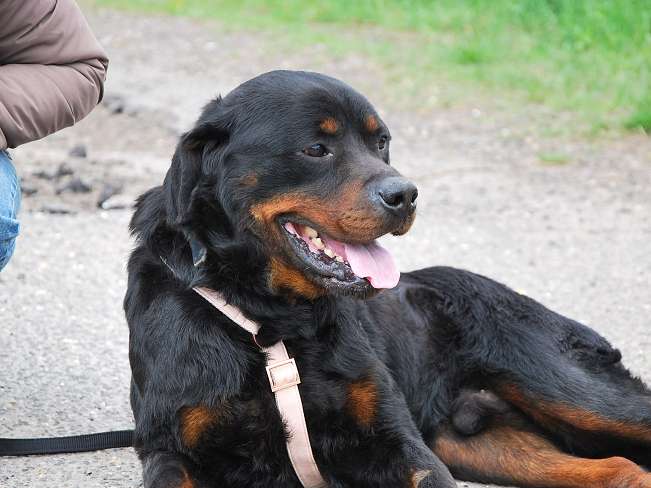 pfotenretterungarn Boris (20)