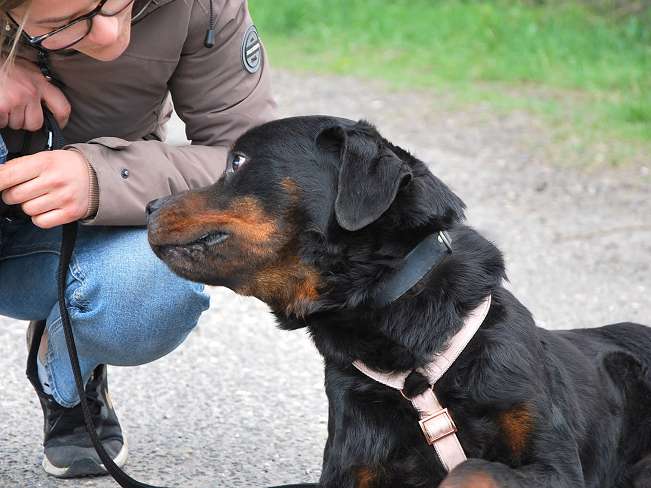 pfotenretterungarn Boris (21)