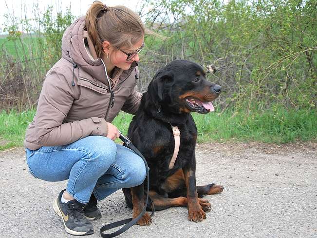 pfotenretterungarn Boris (23)