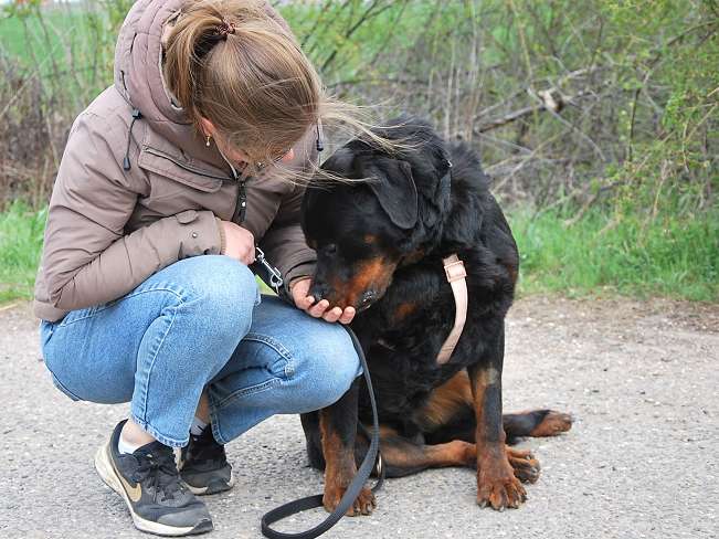 pfotenretterungarn Boris (24)